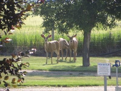 campground 2020_4